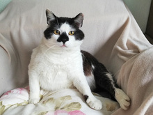 PERLINO, Katze, Europäisch Kurzhaar in Neuss