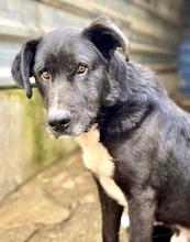 KIBITO, Hund, Mischlingshund in Rumänien