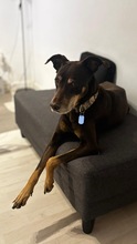 SAZCA, Hund, Mischlingshund in Spanien