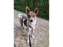MARION, Hund, Mischlingshund in Aalen
