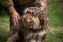 VESTA, Hund, Mischlingshund in Ungarn