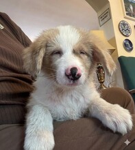 PANCRAZIO, Hund, Mischling in Italien