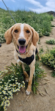 CASPER, Hund, Mischlingshund in Griechenland