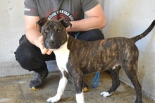 AIKO, Hund, Boxer-Mix in Italien