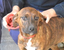 ATREO, Hund, Boxer-Mix in Italien