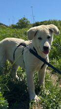 HILA, Hund, Mischlingshund in Rumänien