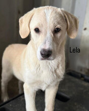 LELA, Hund, Mischlingshund in Rumänien