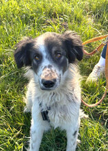 BUNA, Hund, Mischlingshund in Rumänien