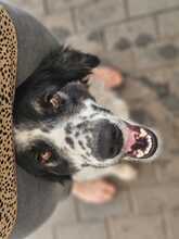 BUNA, Hund, Mischlingshund in Rickling