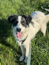 BUENA, Hund, Mischlingshund in Rumänien