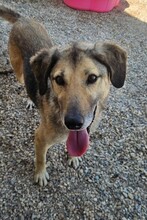 THEO, Hund, Mischlingshund in Bosnien und Herzegowina