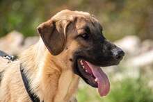 KAJAN, Hund, Mischlingshund in Bosnien und Herzegowina