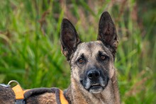 NUVO, Hund, Mischlingshund in Bosnien und Herzegowina