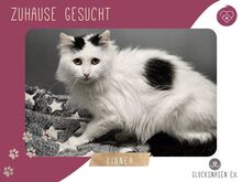LINNEA, Katze, Langhaarkatze-Mix in Bulgarien