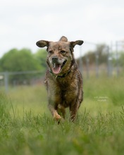 HENRY, Hund, Mischlingshund in St. Annen