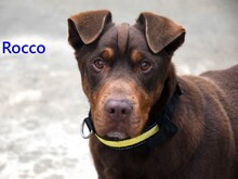 ROCCO, Hund, Labrador-Shar Pei-Mix in Spanien