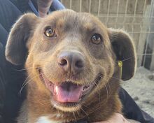 CHARLOTTE, Hund, Mischlingshund in Rumänien