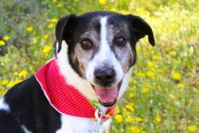 ESMERALDA, Hund, Mischlingshund in Griechenland