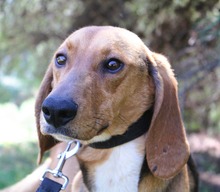 VENDI, Hund, Mischlingshund in Griechenland