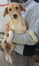 SANELA, Hund, Mischlingshund in Braunsbedra