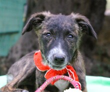 CANDY, Hund, Mischlingshund in Griechenland