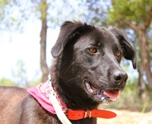 AVRA, Hund, Mischlingshund in Griechenland