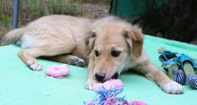 SIENNA, Hund, Mischlingshund in Griechenland