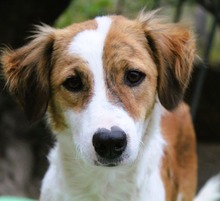 LOVELY, Hund, Mischlingshund in Griechenland