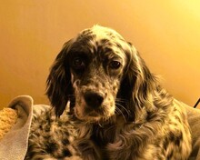 LOST, Hund, Mischlingshund in Griechenland
