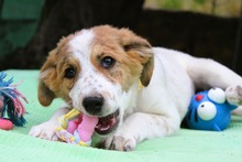 MIA, Hund, Mischlingshund in Griechenland