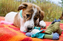 EKTORAS, Hund, Mischlingshund in Griechenland