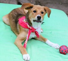 SVENJA, Hund, Mischlingshund in Griechenland