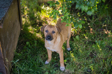 LISA, Hund, Mischlingshund in Kroatien