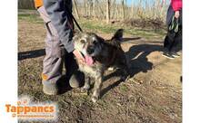 HAMVAS2, Hund, Mischlingshund in Ungarn