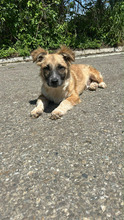 TONI, Hund, Mischlingshund in Rumänien