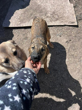 OREO, Hund, Mischlingshund in Rumänien