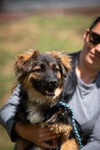 PIRJO, Hund, Deutscher Schäferhund-Mix in Ungarn