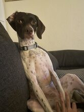 LOTTIE, Hund, Pointer-Mix in Pirna