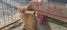 FUEGO, Katze, Hauskatze in Rumänien