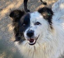TUCKER, Hund, Mischlingshund in Nordmazedonien