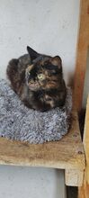 FEYZA, Katze, Hauskatze in Rumänien