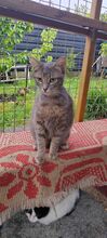 DIYA, Katze, Hauskatze in Rumänien