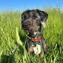 MORO, Hund, Mischlingshund in Hamburg