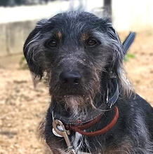 MORO, Hund, Yorkshire Terrier-Mix in Hamburg