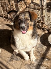 SOUL, Hund, Mischlingshund in Rumänien
