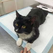 TIMATI, Katze, Europäisch Kurzhaar in Russische Föderation