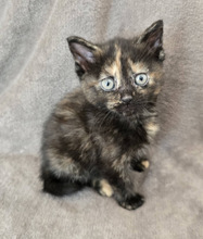EMMA, Katze, Europäisch Kurzhaar in Ungarn