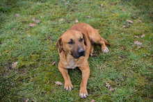ZINO, Hund, Mischlingshund in Overath