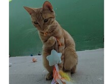 SOL, Katze, Europäisch Kurzhaar in Schramberg