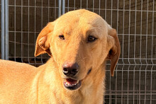 DANY, Hund, Bracke-Labrador-Mischling in Hamburg